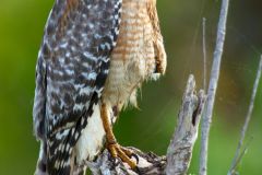 Red-shouldered Hawk (Buteo lineatus) - Arthur R Marshall, National Wildlife Reserve, Loxahatchee, Florida, USA