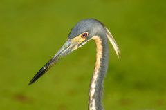 Tricolored Heron (Egretta tricolor), Green Cay Nature Area Photo: Peter Llewellyn