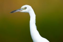 Snowy Egret (Egretta thula), Green Cay Nature Centre, Delray Beach, Florida, USA Photo: Peter Llewellyn