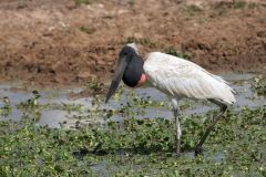 Jabiru Stork (Jabiru mycteria), Arraras Lodge, Pantanal, Mato Grosso, Brazil