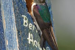 Violet-green Swallow (Tachycineta thalassina), Gabriola Island, British Columbia, Canada
