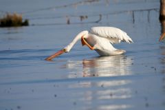 American white Pelican (Pelicanus erythrorhynchos) swimming in Lake Chapala - Ajijic, Jalisco, Mexico