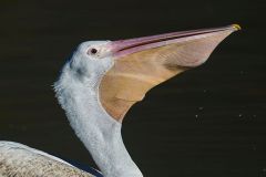 American White Pelican (Pelecanus erythrorhynchos) swimming, Lake Chapala, Jocotopec, Jalisco, Mexico