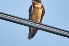 Barn Swallow (Hirundo rustica) perched on a wire San Juan Cosala, Jalisco, Mexico