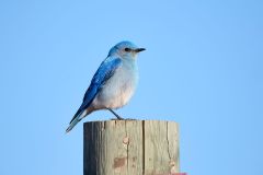 Mountain bluebird (Sialia currucoides), perched on a fence post, Near Priddis, West of Calgary, Alberta, Canada,