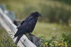 Common raven (Corvus corax), Kananaskis Country, Alberta, Canada.