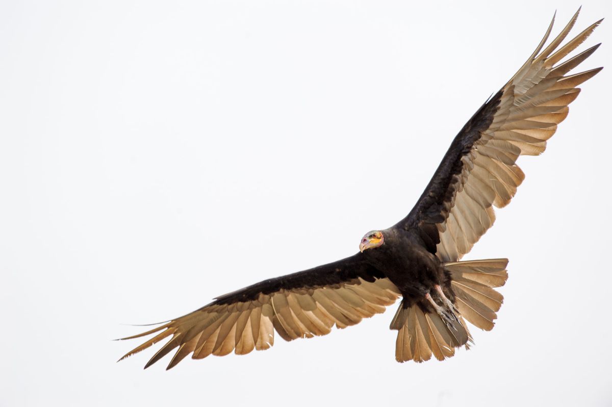 Lesser Yellow-headed Vulture (Cathartes burrovianus) flying, Araras Ecolodge, Mato Grosso, Brazil