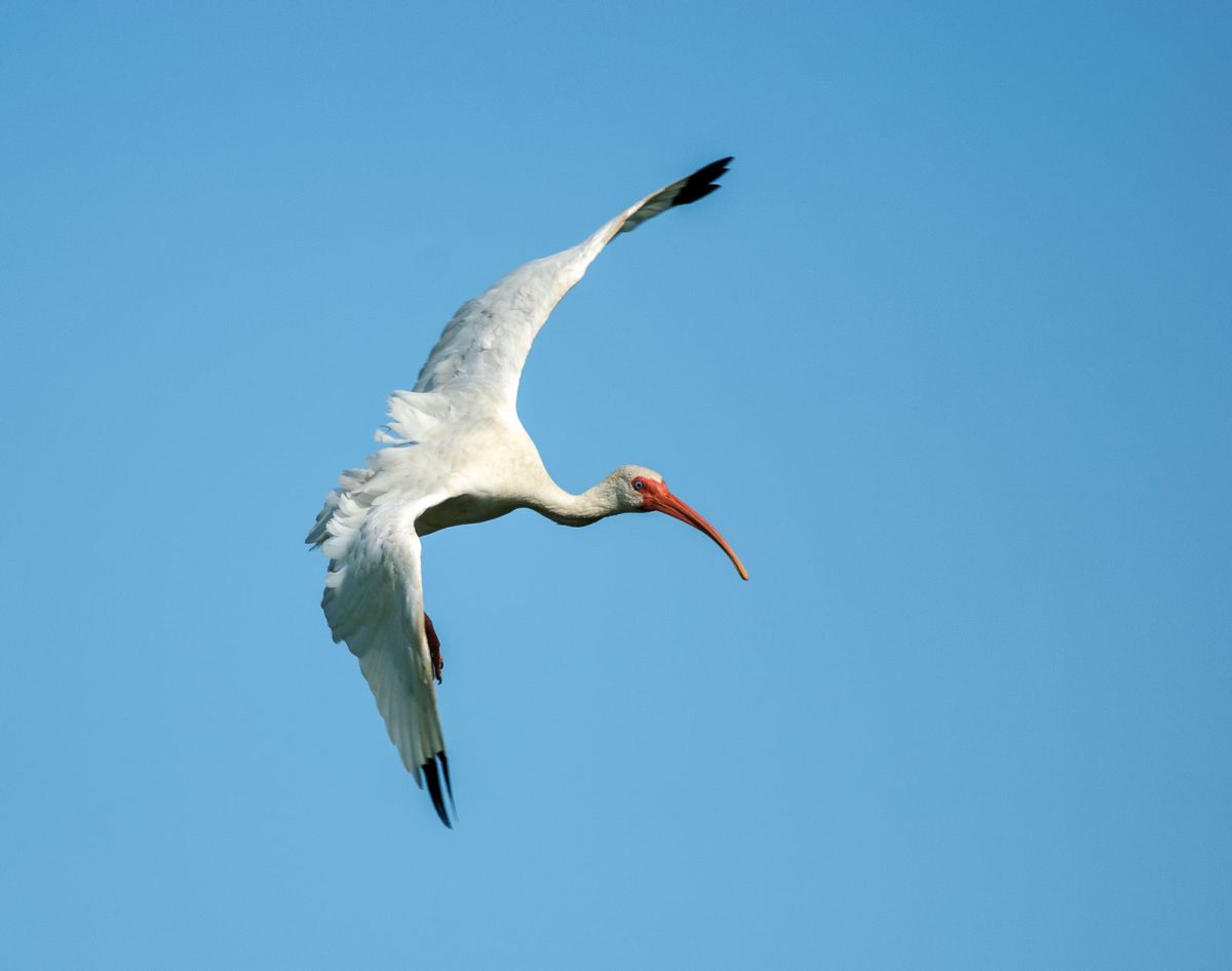 White-ibis-in-flight-
