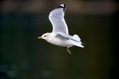 Mew-gull-in-flight-