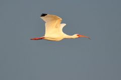 White-ibis-in-flight-