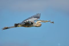 Great Blue Heron (Ardea herodias), bringing a stick to nesting mate, Arthur R Marshall National Wildlife Reserve - Loxahatchee,