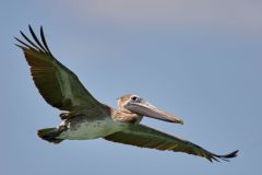 Brown-pelican-in-flight-
