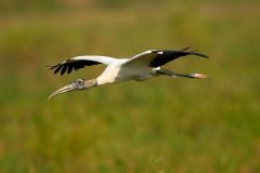 Wood Stork, (Mycteria americana), collecting nesting material, Arthur J Marshall National Wildlife Reserve Florida