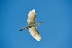 Great Egret (Ardea alba) in flight against a blue sky above Lake Chapala, Jocotopec, Jalisco, Mexico