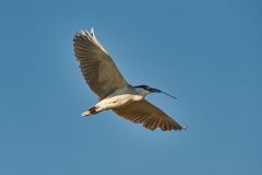 Black-crowned Night Heron (Nycticorax nycticorax) in flight carrying a nest stick - Jocotopec, Jalisco, Mexico