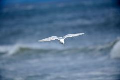 Iceland Gull (Larus glaucoides) in flight. Third year adult plumage. Arties Cove, Cherry Hill, Nova Scotia, Canada,