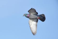 Common Pigeon or Rock Pigeon (Columbia livia) in flight, Petite Riviere, Nova Scotia, Canada