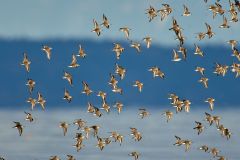 flock-of-dunlin-in-flight-