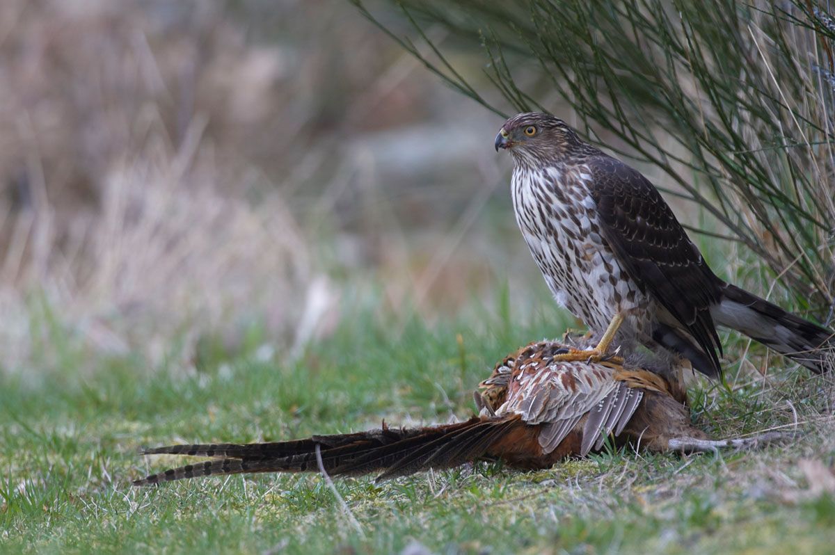 Cooper's Hawk (Accipiter cooperii) on male pheasant kill Photo: Peter Llewellyn