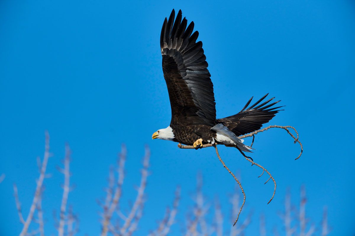 Bald eagle (Haliaeetus leucocephalus) in flight carrying nesting stick, Calgary, Carburn Park, Alberta, Canada