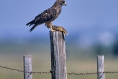 Ferruginous Hawk (Buteo regalis) perched on fence post with Columbian ground Squirrel