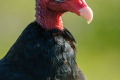 Turkey-vulture-portrait