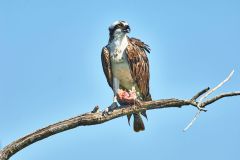 osprey-in-tree-with-fish-
