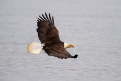 Bald-eagle-