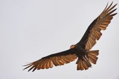 Lesser Yellow-headed Vulture (Cathartes burrovianus) flying, Araras Ecolodge,  Mato Grosso, Brazil
