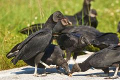 Black-vultures-feeding-on-roadkill-