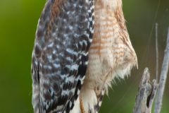 Red shouldered Hawk (Buteo lineatus) Arthur R Marshall National Wildlife Reserve Loxahatchee Florida USA