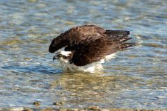 Osprey-taking-bath-