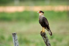 Crested Caracara (Polyborus plancus) , The Pantanal, Mato Grosso, Brazil. The Crested Caracara likes to remain in open areas due to it's habit of getting a running start before taking flight