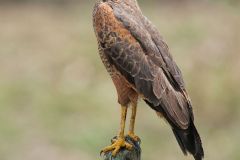 Savanna Hawk (Buteogallus meridionalis) perched on fence post, The Pantanal, Mato Grosso, Brazil Photo by: Peter Llewellyn