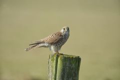 Kestrel (Falco tinnunculus) female, perched on a post, Elmley Marshes RSPB Reserve, England, : Photo by Peter Llewellyn