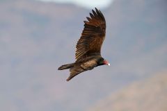 Turkey Vulture (Cathartes aura), in flight, Ajijic, Jalisco, Mexico
