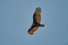 Turkey Vulture (Cathartes aura) in flight, San Juan Cosala, Jalisco, Mexico