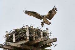 Adult Osprey (Pandion haliaetus) returns to nest on artificial nesting perch carrying seaweed, Petite Riviere, Nova Scotia, Canada