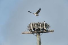Young Osprey (Pandion haliaetus) tests it’s wings while learning to fly at nest on artificial nesting perch, Petite Riviere, Nova Scotia, Canada