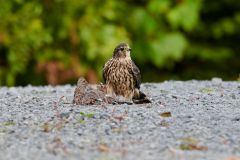 Merlin (Falco columbarius) with a Mourning Dove (Zenaida macroura) that it’s just killed Cherry Hill, Nova Scotia, Canada