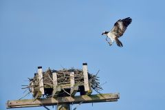 Osprey (Pandion haliaetus) brings a stick to it’s nest Petite Riviere, Nova Scotia, Canada