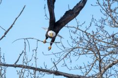 Bald eagle (Haliaeetus leucocephalus) delivers nest material, Calgary, Carburn Park, Alberta, Canada