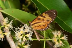 Butterfly feeding on tree flowers, Mangueiras Ranch, Sao Paulo, Brazil (Photo: Peter Llewellyn)