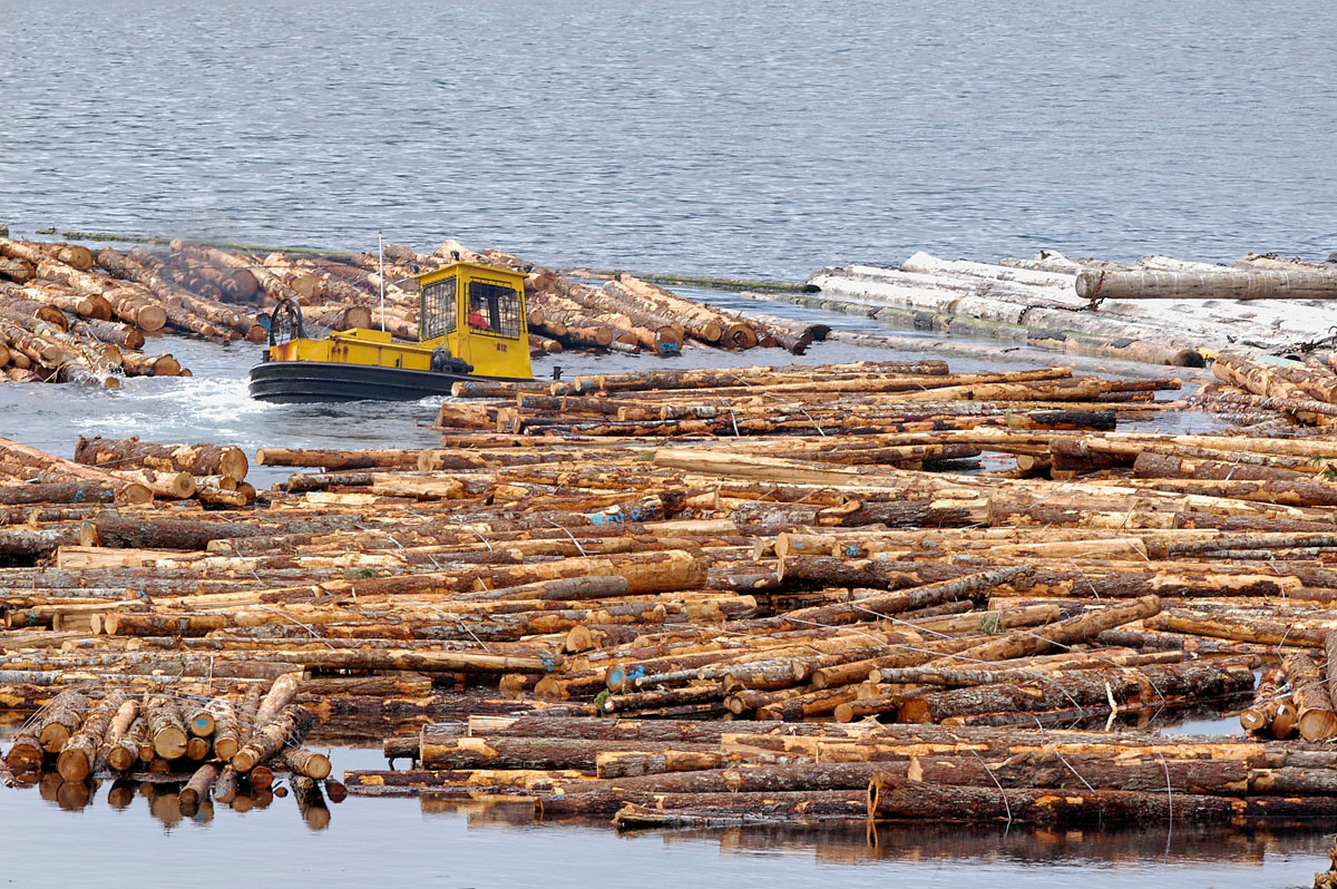Logs sorting at Telegraph Cove, Vancouver Island, Canada Photo: Peter Llewellyn