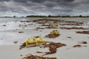 Damaged lobster cages strewn along beach after being ripped form seabed by Hurricane Dorian Cherry Hill Beach, Nova Scotia, Canada