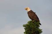 Bald eagle (haliaeetus leucocephalus) perched at the top of a fir tree, Petite Riviere, Nova Scotia, Canada,
