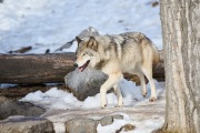 Wolf (Canis lupus), Calgary, Calgary Zoo, Alberta, Canada