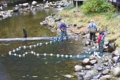 Hatchery workers netting Salmon to collect eggs and sperm for the fish hatchery at Thornton Fish Hatchery