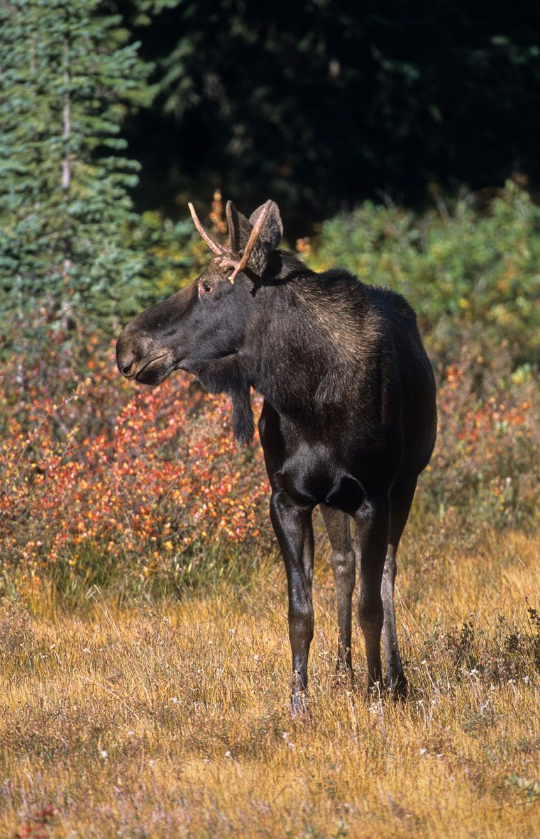 Moose (Alces alces) Immature male, Kananaskis, Alberta, Canada