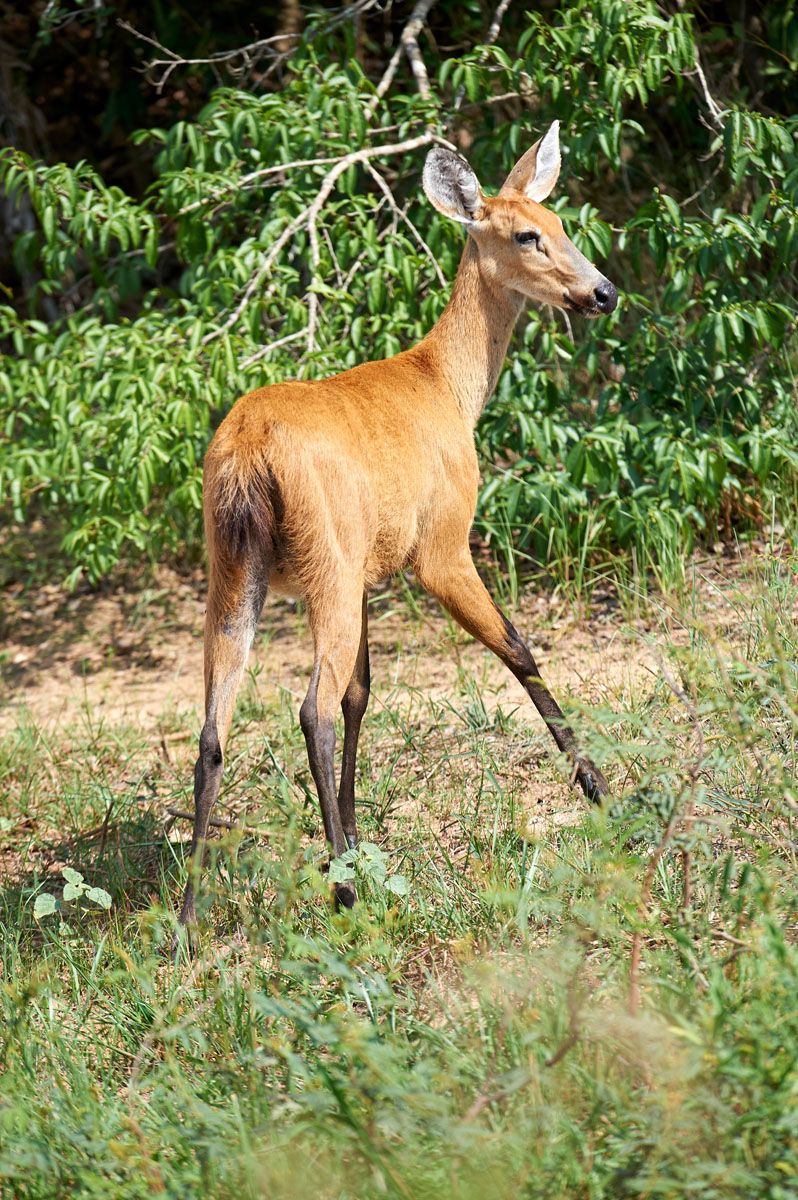 Marsh Deer (Blastocerus dichotomus ) - female - listed as a vulnerable species.Largest deer of South America., The Pantanal, M